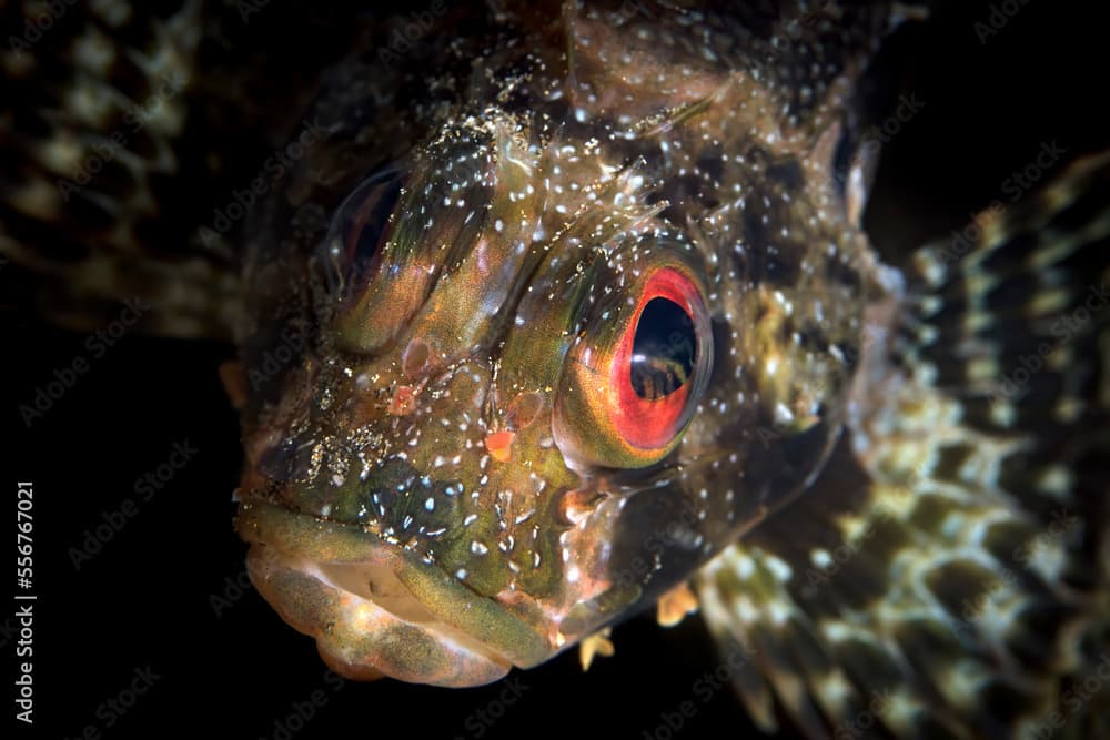 Close-up front view of endemic, Hawaiian Green Lionfish (Dendrochirus barberi); Maui, Hawaii, United States of America