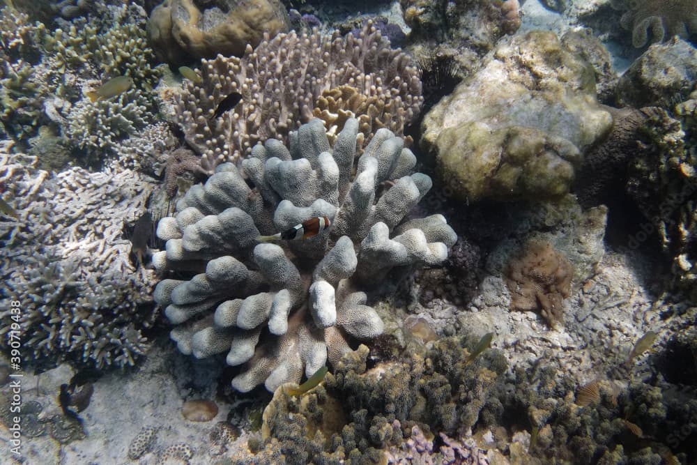 Stony coral (Isopora palifera) - Bunaken Island, Sulawesi, Indonesia