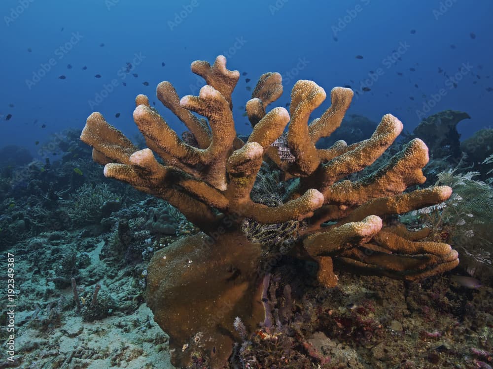 Staghorn coral, Geweihkoralle (Acropora palifera)