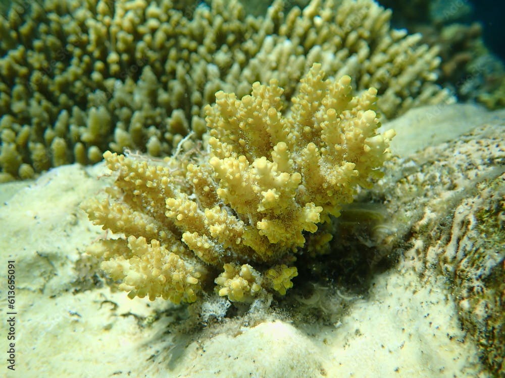 Polyp stony coral Acropora subulata undersea, Red Sea, Egypt, Sharm El Sheikh, Nabq Bay