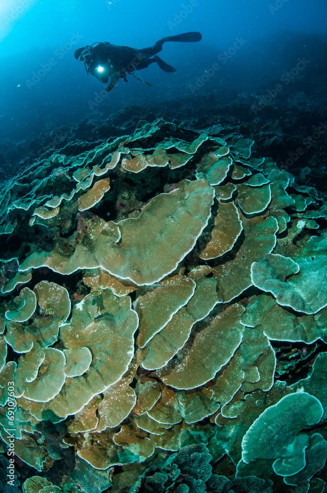 hard rice coral Montipora capitata in Gorontalo underwater