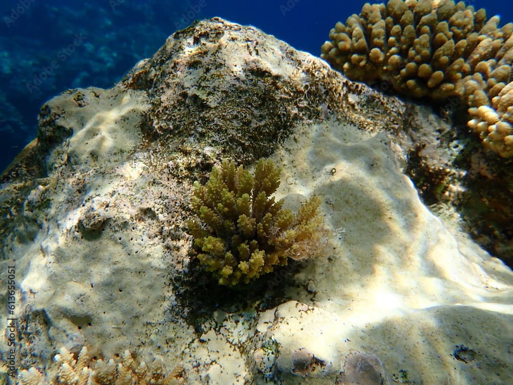 Polyp stony coral Acropora subulata undersea, Red Sea, Egypt, Sharm El Sheikh, Nabq Bay