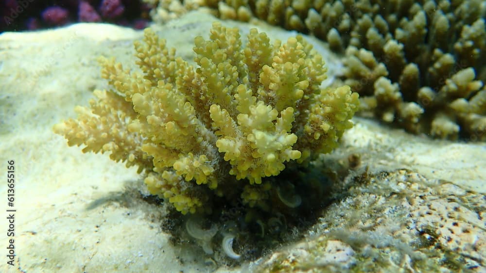 Polyp stony coral Acropora subulata undersea, Red Sea, Egypt, Sharm El Sheikh, Nabq Bay