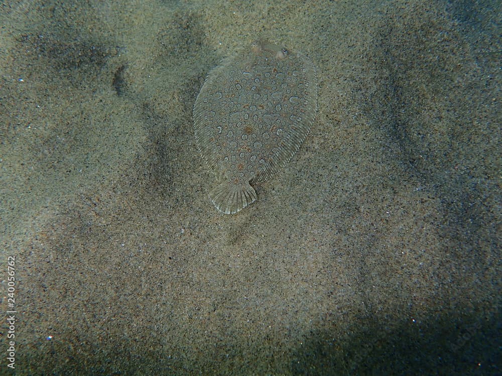 Wide-eyed flounder (Bothus podas)