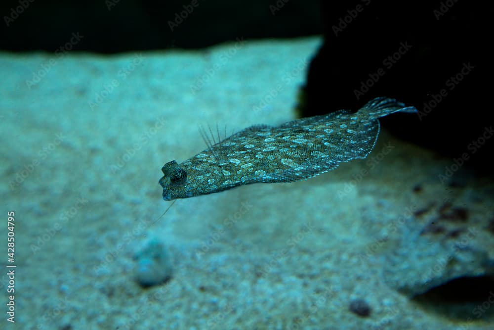  The wide-eyed flounder (Bothus podas).