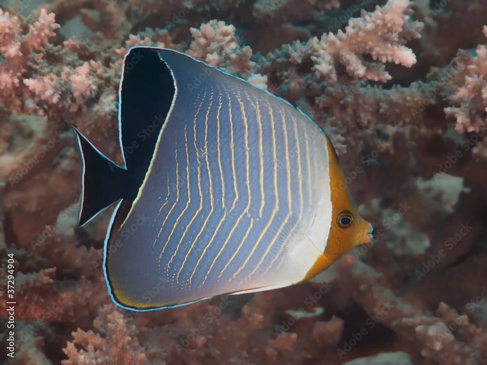 Hooded butterflyfish