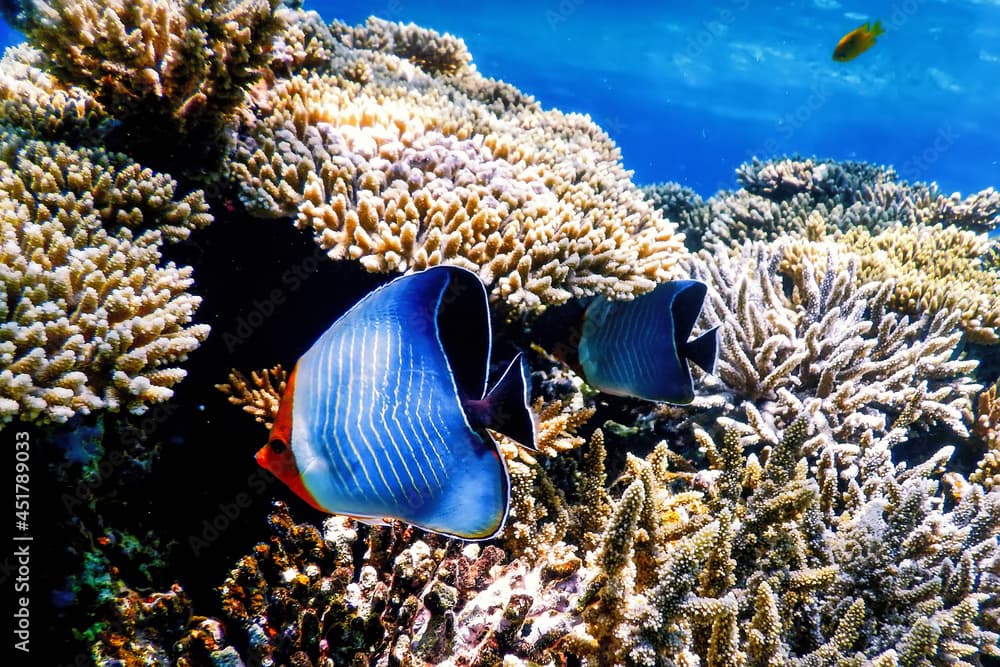 Hooded butterflyfish (Chaetodon larvatus) Coral fish, Tropical waters