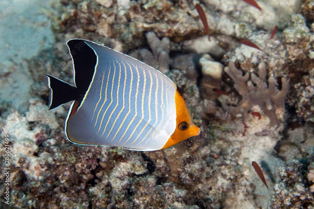 Chaetodon larvatus  Cuvier, 1831, Hooded butterflyfish