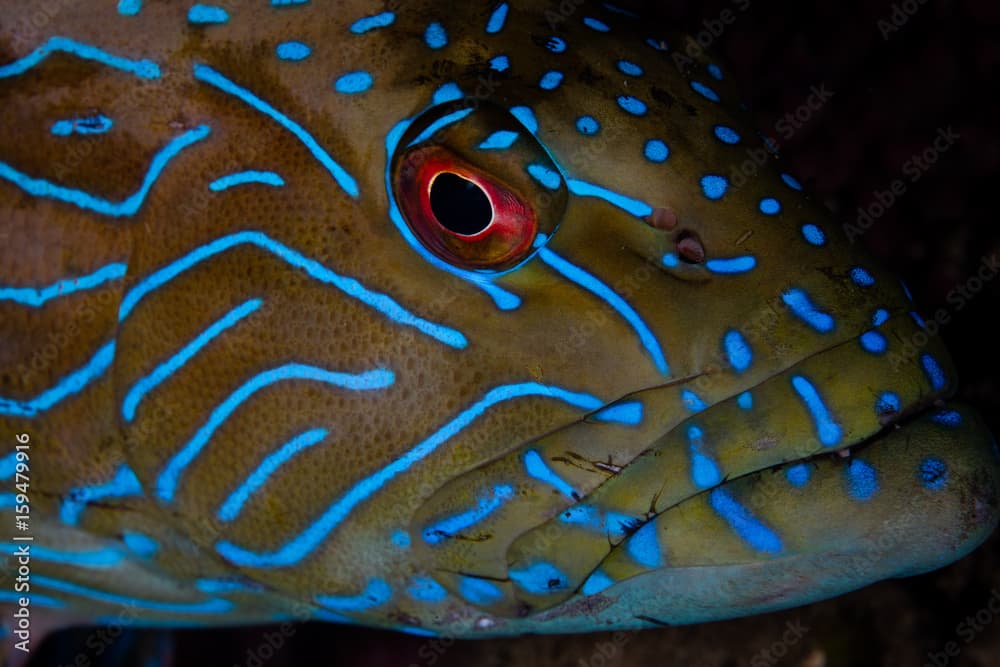 Blue-lined Grouper