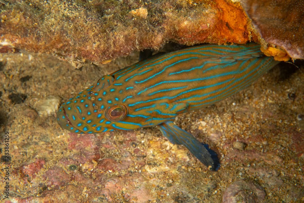 Blue Line Grouper, Cephalopholis Formosa closeup 