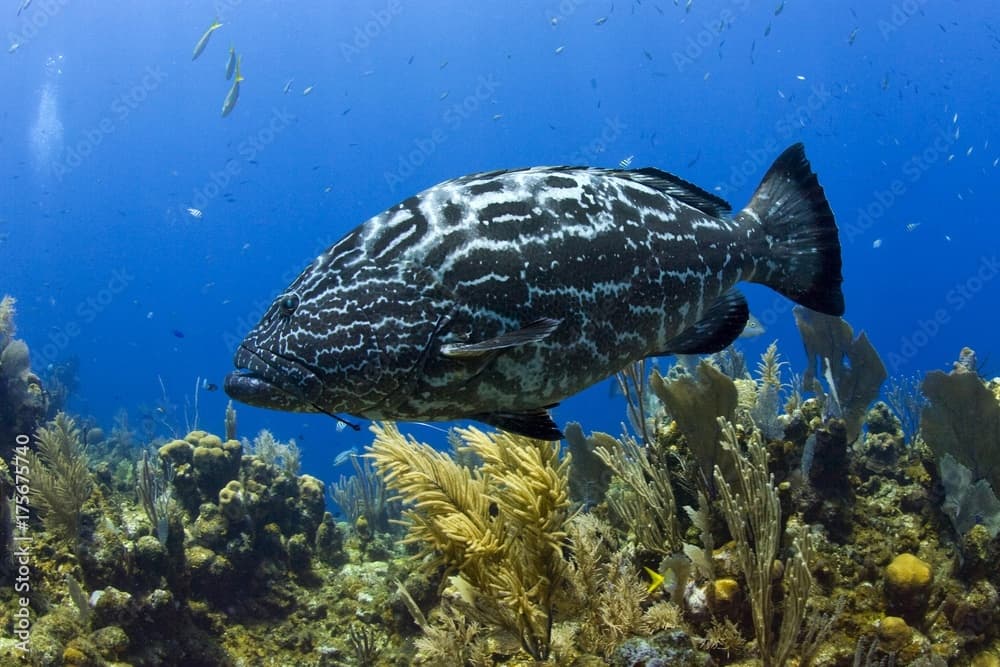 Black Grouper (Mycteroperca bonaci), Roatan, Honduras, Caribbean, Central America