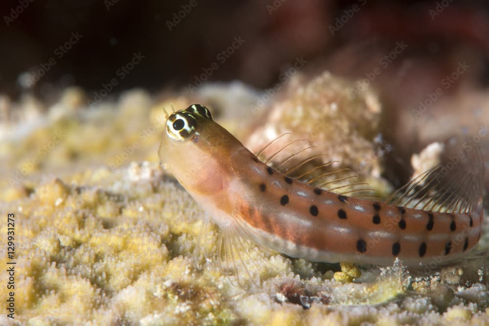 Blenny (Ecsenius sp.), Queensland