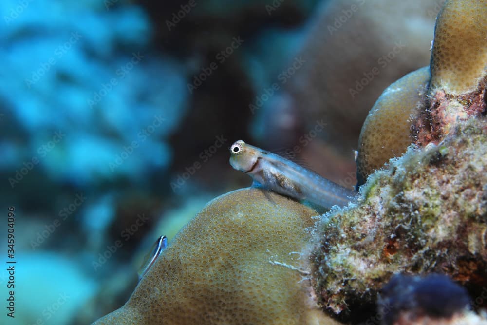 Combtooth blenny fish underwater in the Indian Ocean