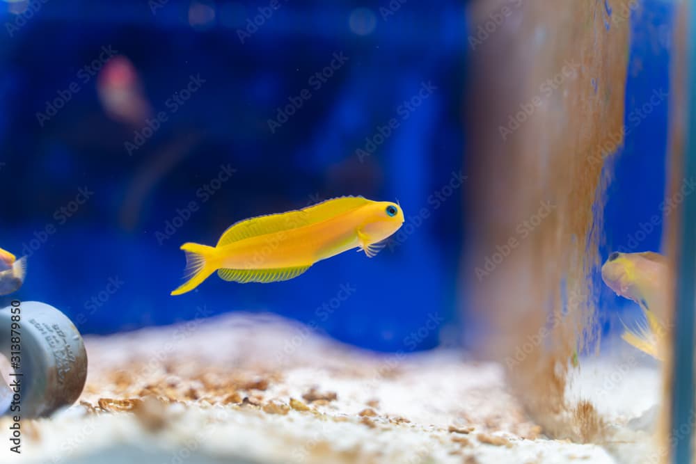 Midas Blenny..(Ecsenius midas) yellow beautiful marine fish