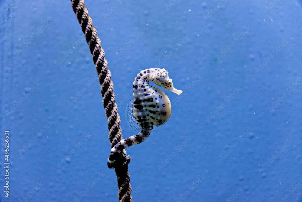 The knobby seahorse - short-headed seahorse