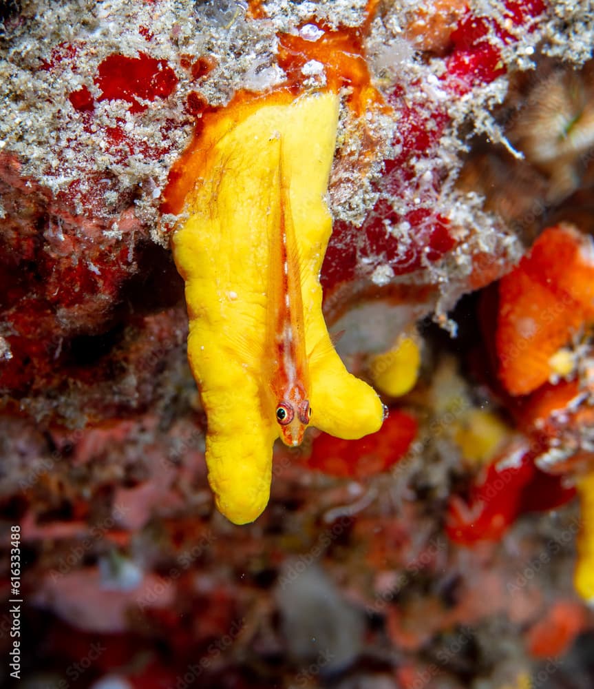 Triplefin on leather coral 