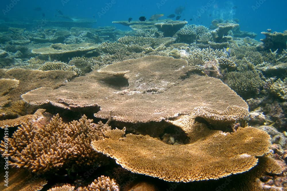 Acropora latistella and other Acropora sp corals underwater sea view of coral reef of Maldives