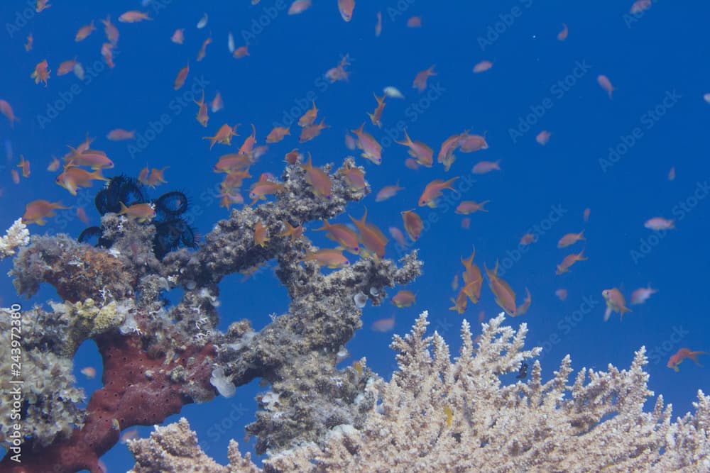 Lyretail Anthias Over Table Coral