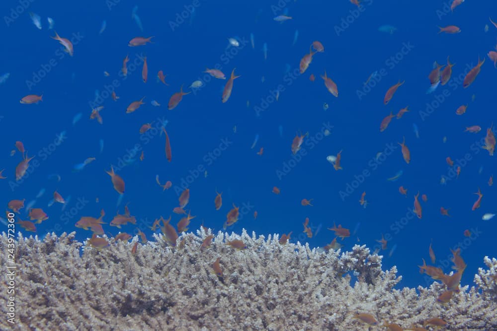 Lyretail Anthias Over Table Coral