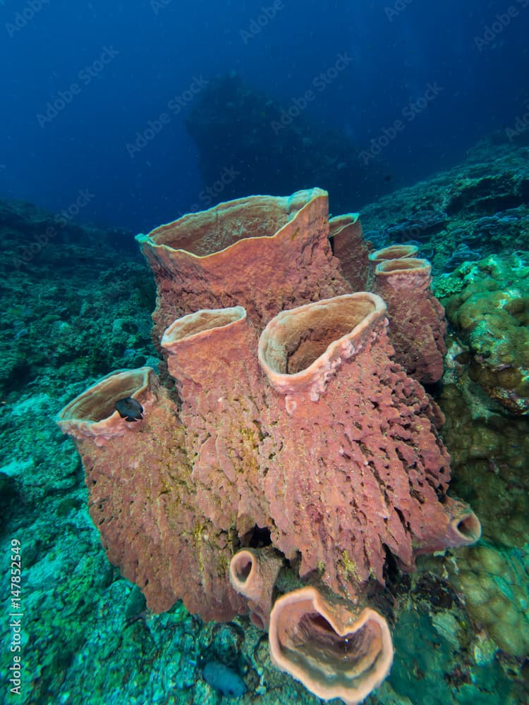 barrel sponge