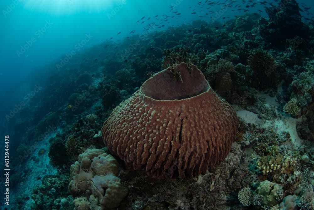 A large barrel sponge, Xestospongia testudinaria, grows on a reef slope near Komodo National Park, Indonesia. These large filter feeders are common throughout Indo-Pacific reefs.