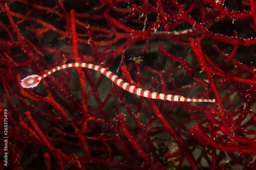 Coral Banded Pipefish; Moalboal, Cebu, Central Visayas, Philippines