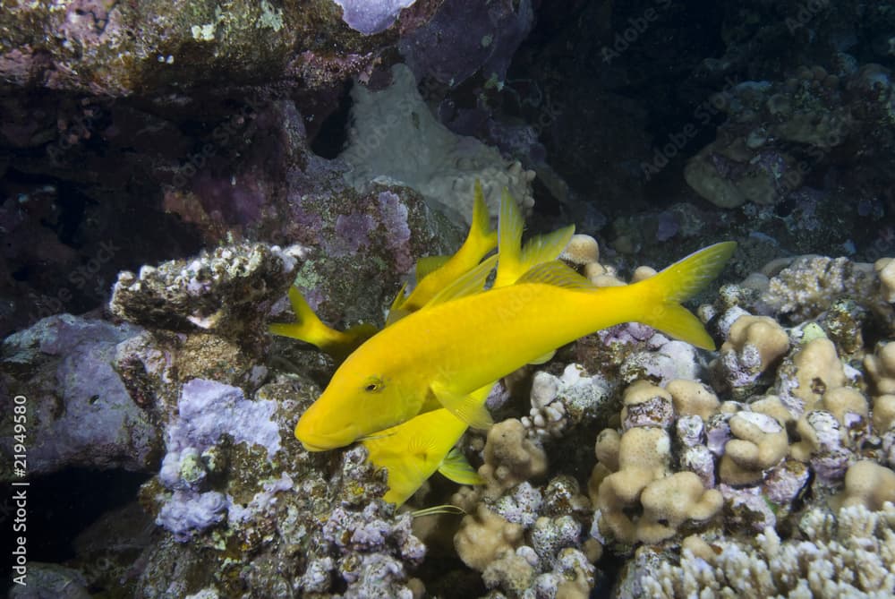 Yellow tropical fish