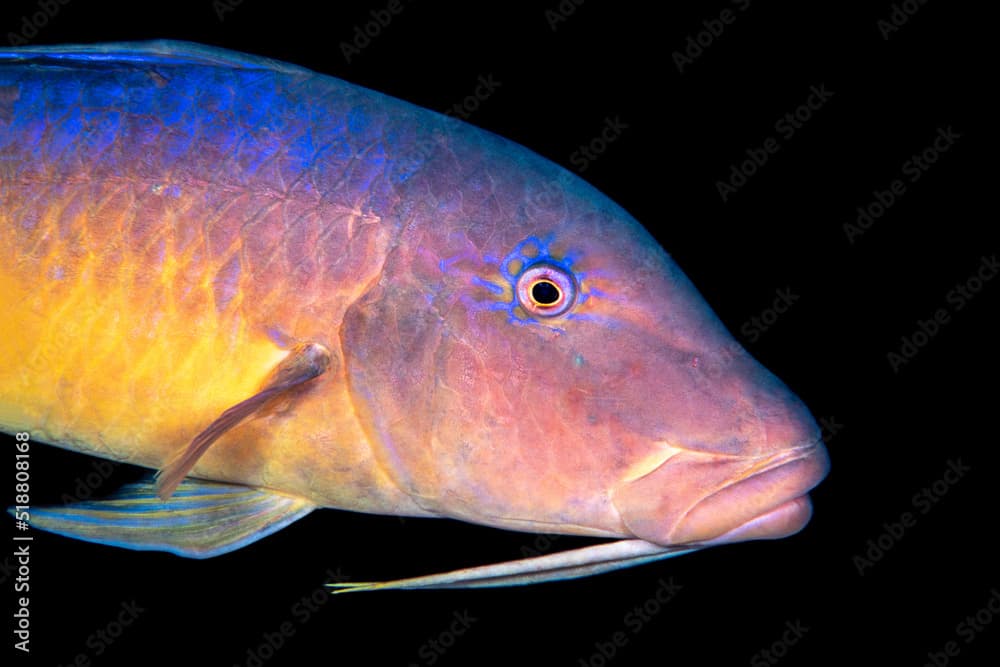 Yellowsaddle goatfish, Parupeneus cyclostomus, Jackson Reef, Tiran Islands, Egypt Red Sea