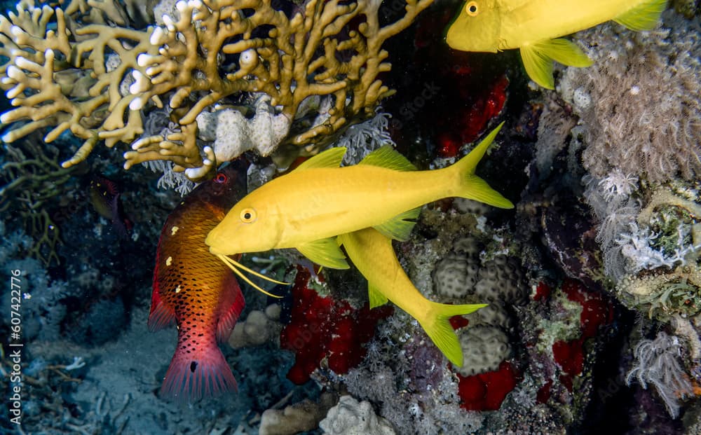 Yellowsaddle Goatfish (Parupeneus cyclostomus) in the Red Sea, Egypt