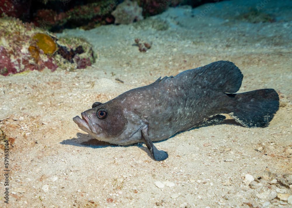 Greater Soapfish (Rypticus saponaceus) in Jardines de la Reyna, Cuba. Improved edit.