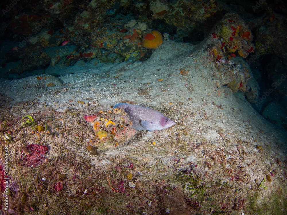 Greater soapfish (Grand Cayman, Cayman Islands)