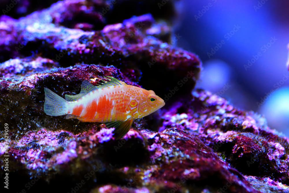 Pelicier Hawk fish - Plectranthias pelicieri