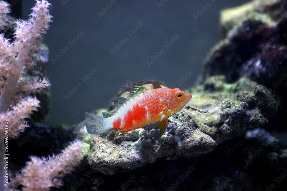 Pelicier Hawk fish - Plectranthias pelicieri