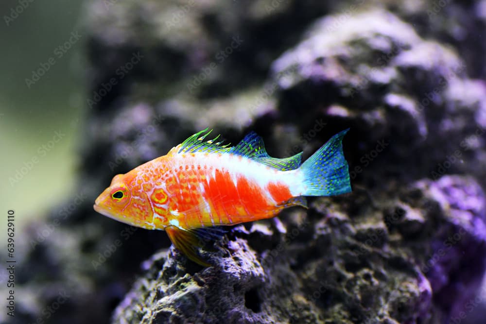 Pelicier Hawk fish - Plectranthias pelicieri