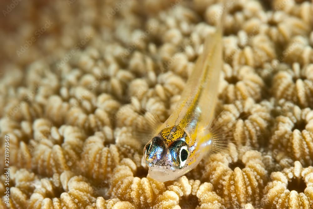 Peppermint Goby (Coryphopterus lipernes) on a reef coral head in the Caribbean, Bonaire