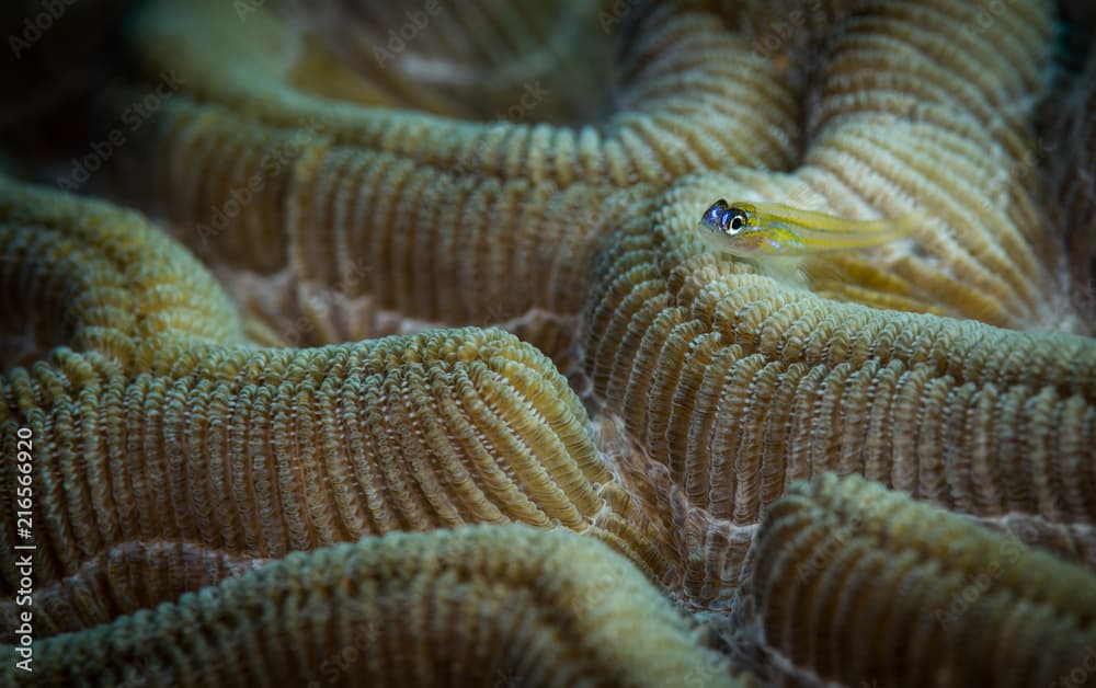 Peppermint goby (Coryphopterus lipernes) on brain coral, Cliff dive site, Bonaire, Netherlands Antilles