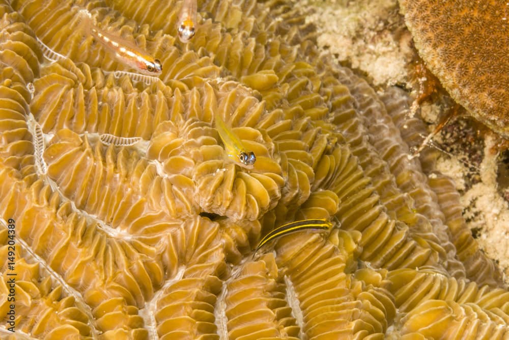 Peppermint goby,Coryphopterus lipernes