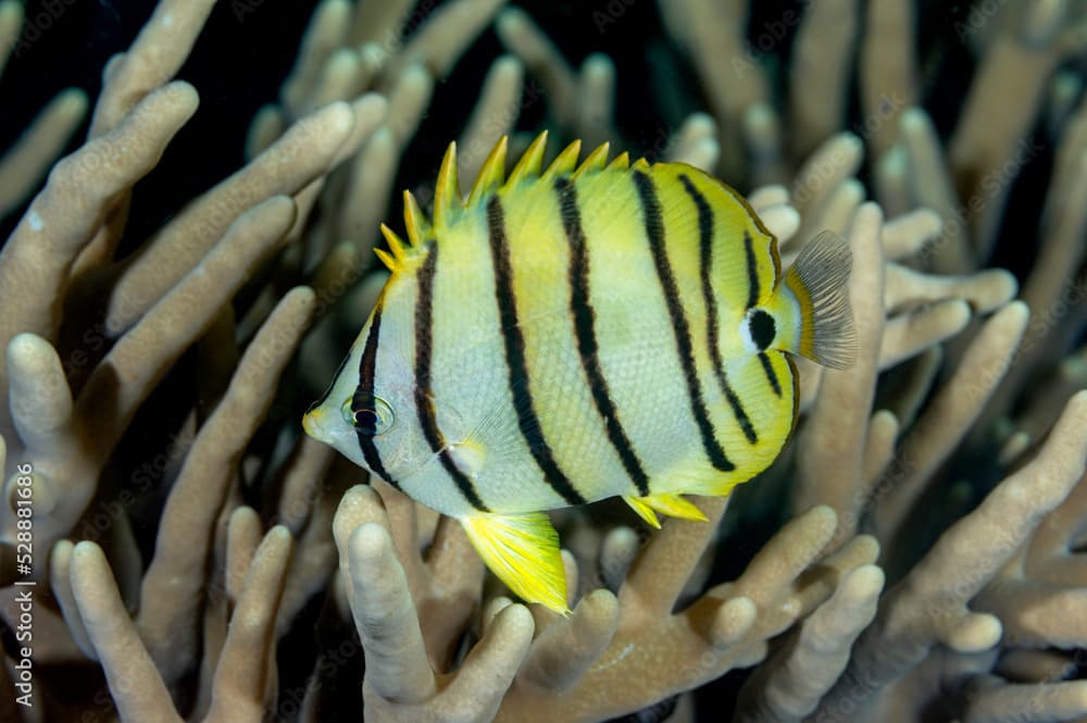 Eight-banded Butterflyfish, Chaetodon octofasciatus, Raja Ampat Indonesia.