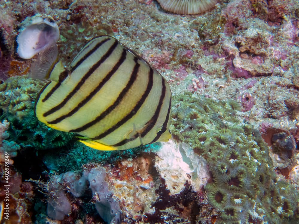 An Eight-banded Butterflyfish (Chaetodon octofasciatus)