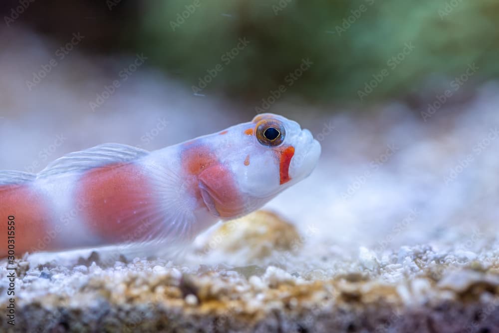 Close up of Pinkbar goby (Amblyeleotris aurora)