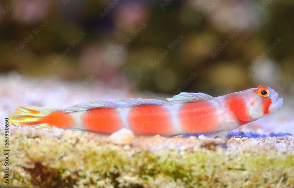 Pinkbar goby (Amblyleotris aurora) from Western Indian ocean