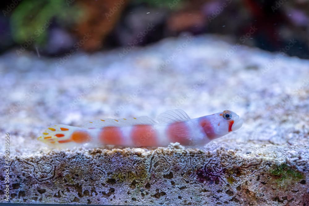 Pinkbar goby (Amblyeleotris aurora) staying on the sand