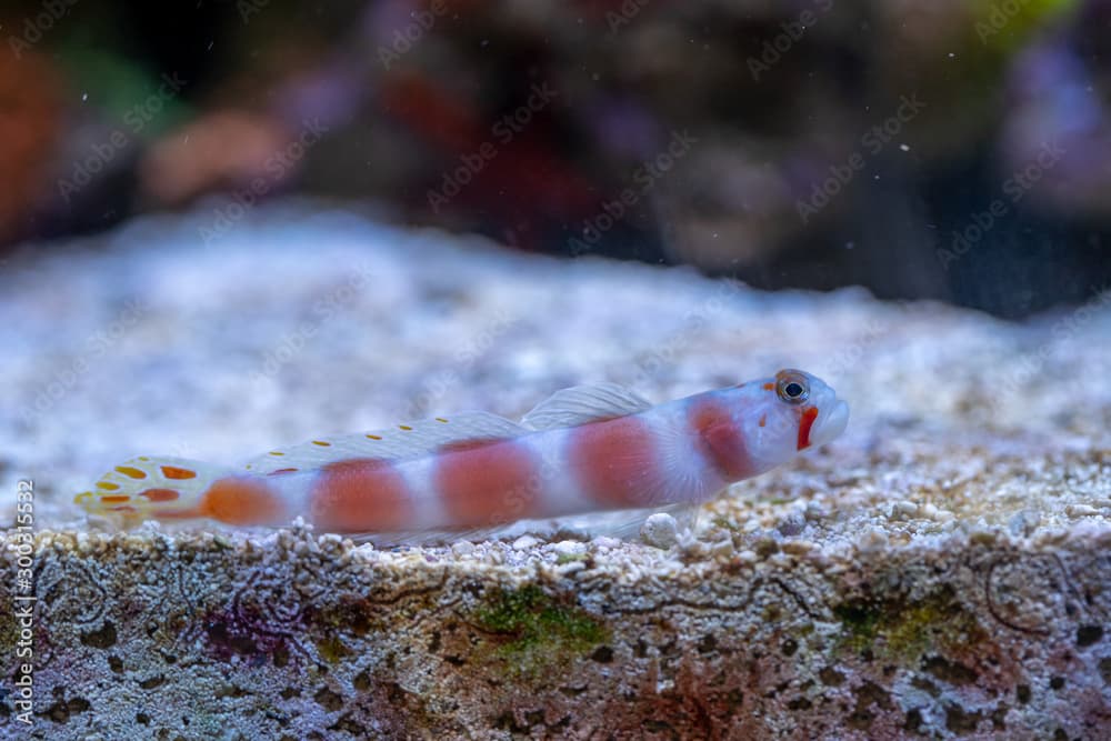 Pinkbar goby (Amblyeleotris aurora) staying on the sand