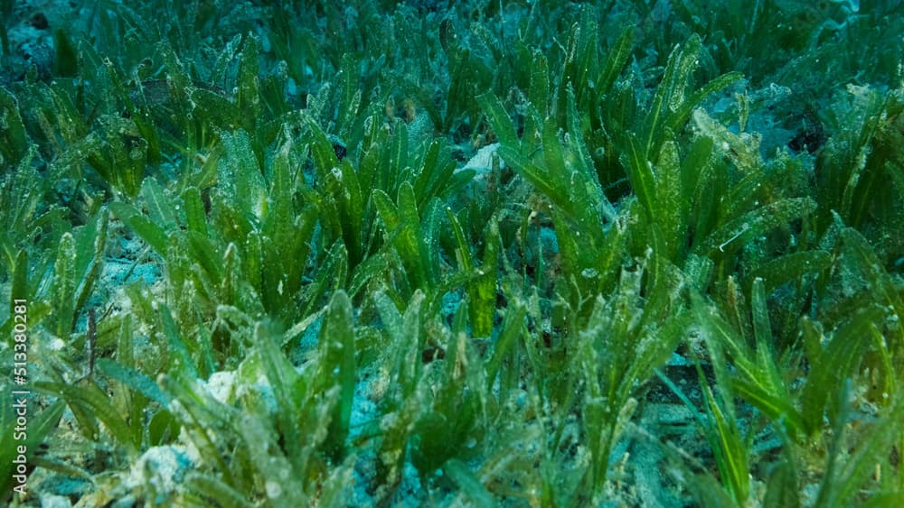 Close-up of the Halophila seagrass. Camera moving forwards above seabed covered with green seagrass. Underwater landscape. Red sea, Egypt