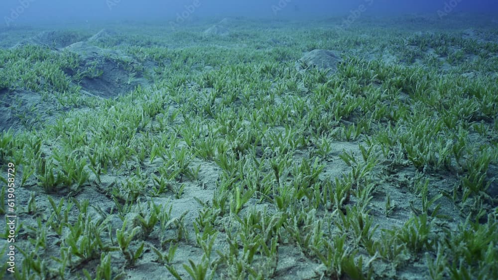 Fine sea grass · Halodule uninervis · Reeflings Library