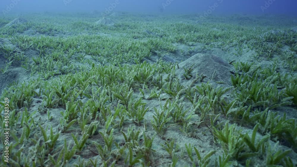 Smooth ribbon seagrass (Cymodocea rotundata), seabed covered with green seagrass. Underwater landscape, Red sea, Egypt