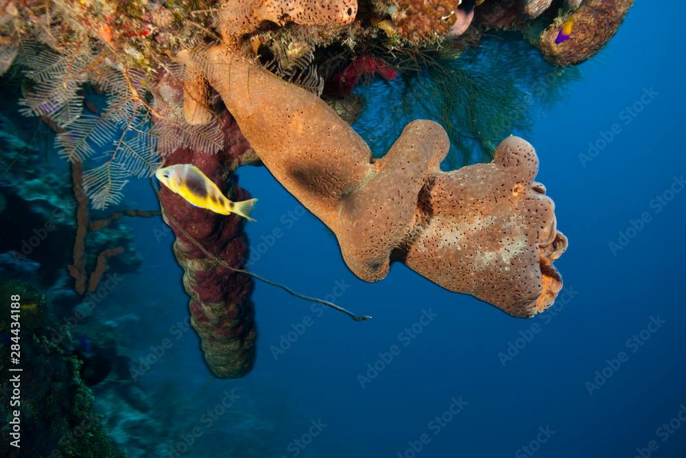 hamlet and Branching Vase Sponge (Callyspongia vaginalis), Caribbean Scuba Diving, Roatan, Bay Islands, Honduras, Central America