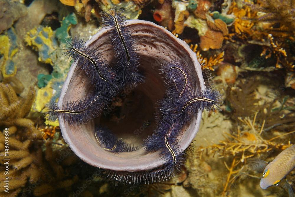 Underwater marine life sea sponge Callyspongia vaginalis colonized by brittle stars, Caribbean sea
