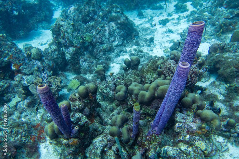 Purple branching vase sponge (Callyspongia vaginalis), tube sponge