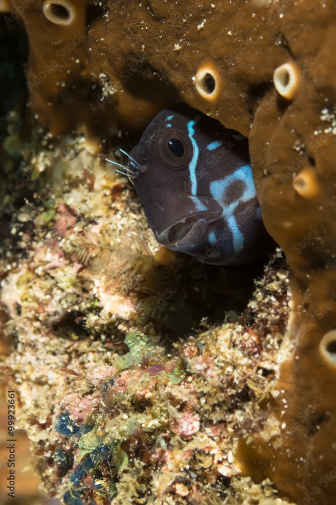 Black Combtooth Blenny  (Ecsenius namiyei)